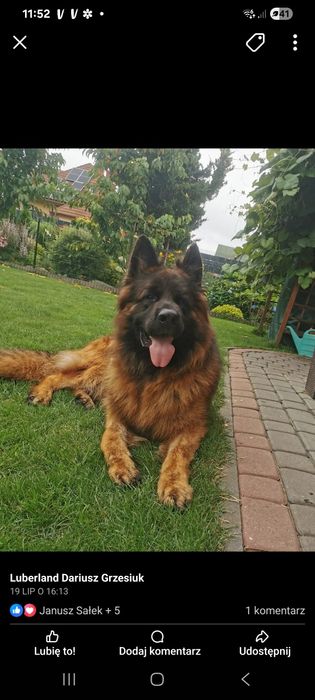 Owczarek Niemiecki suczka