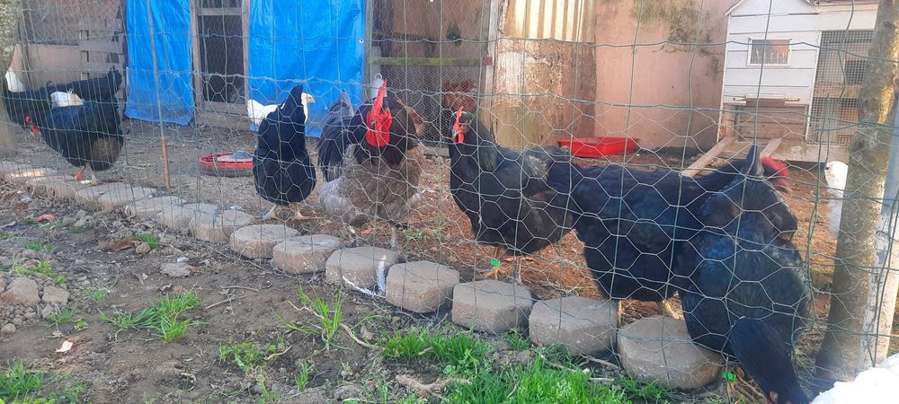 Ovos Galados Jersey Gigante Negro ou Azuis