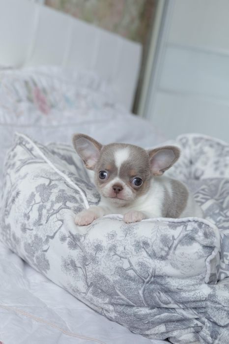 Mini chihuahua FCI chłopak