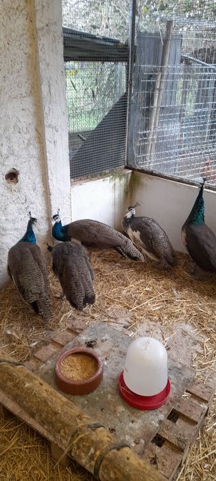 Pavões, filhos de Pavoa Real Indiano, e  pavão branco