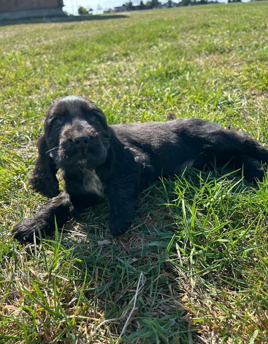 Cocker spaniel angielski