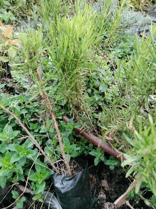 Planta Lavanda Alfazema