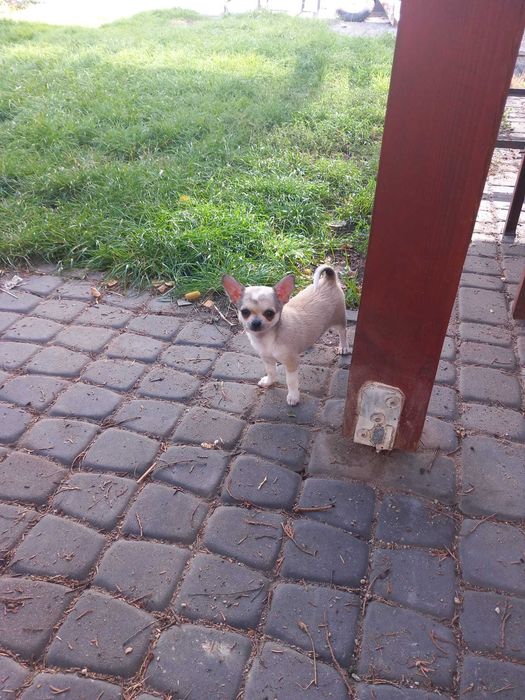 Szczeniaczek chihuahua