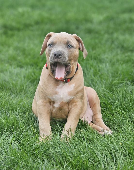 Piękny pies american bully xl