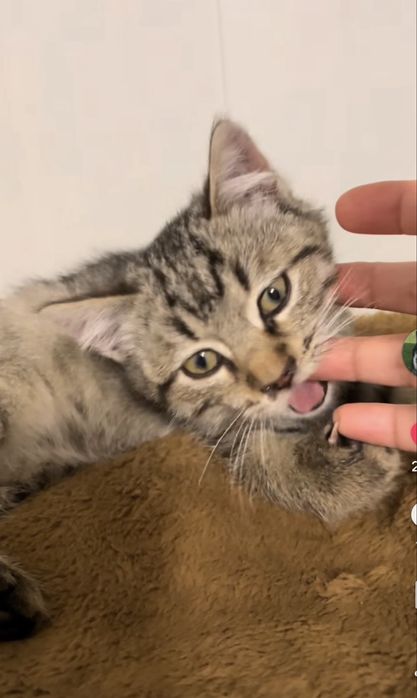 Котята в ответственные руки