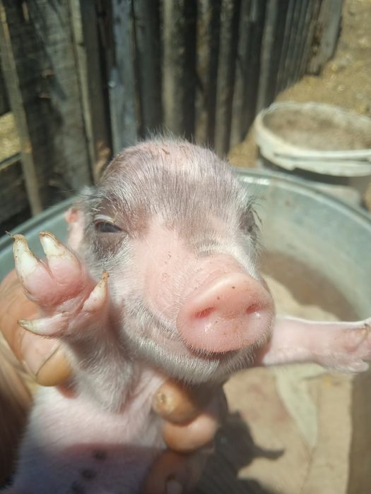 Продам вьетнамцев.