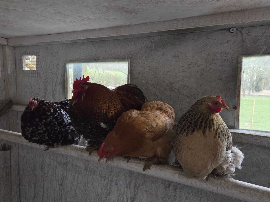 Kochin kochinki kochiny cochin