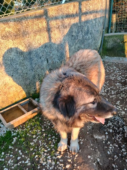 Cão serra da estrela, cor fulva