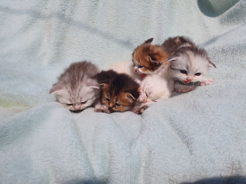 Шатланск е котята ,