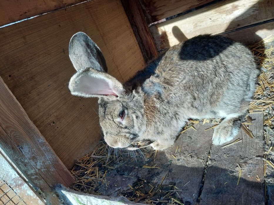 Samica olbrzym belgijski