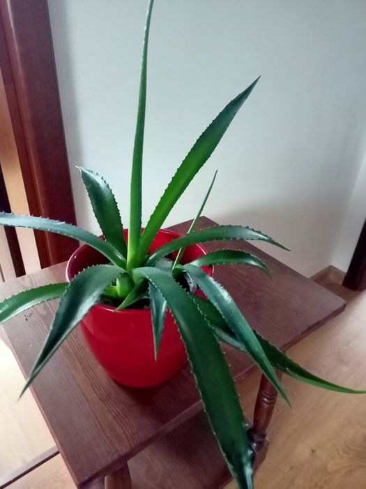 Kwiat doniczkowy aloes