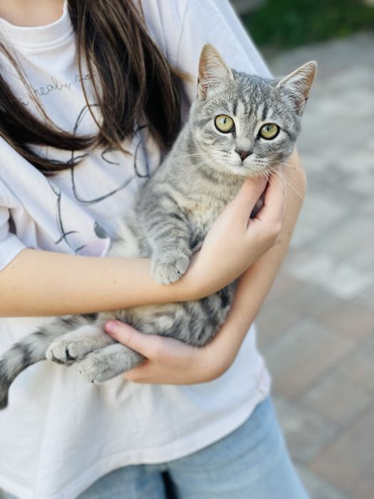 Котеня шукають сімʼю