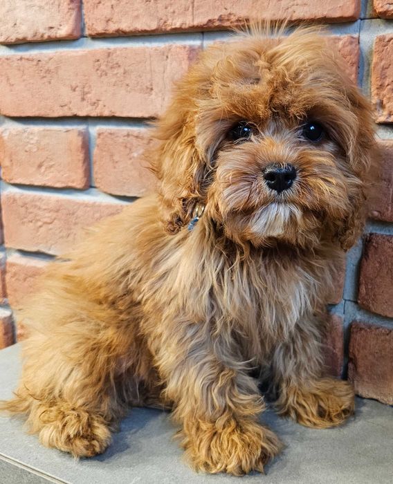 Chłopczyk  cavapoo do odbioru