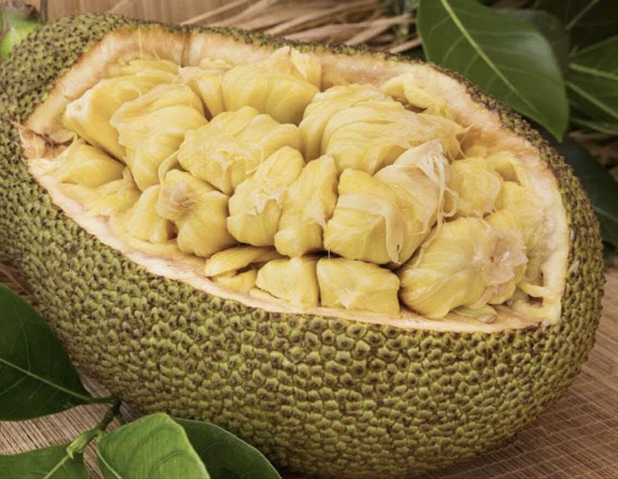 Джекфрут, сіянці