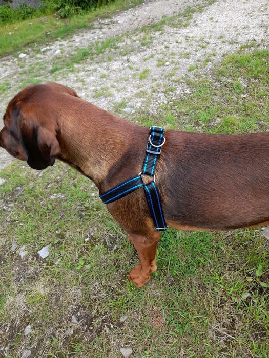 szelki dla średniego i dużego psa - ozdobne mocne