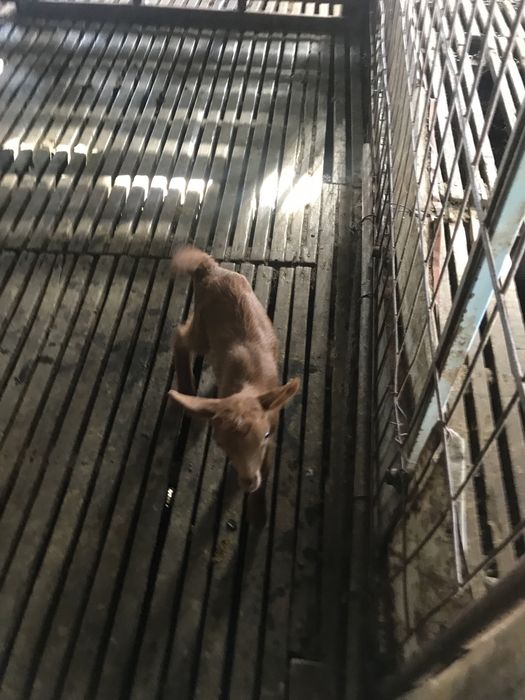 Vendo cabrita com 12 dias para acabar de criarven