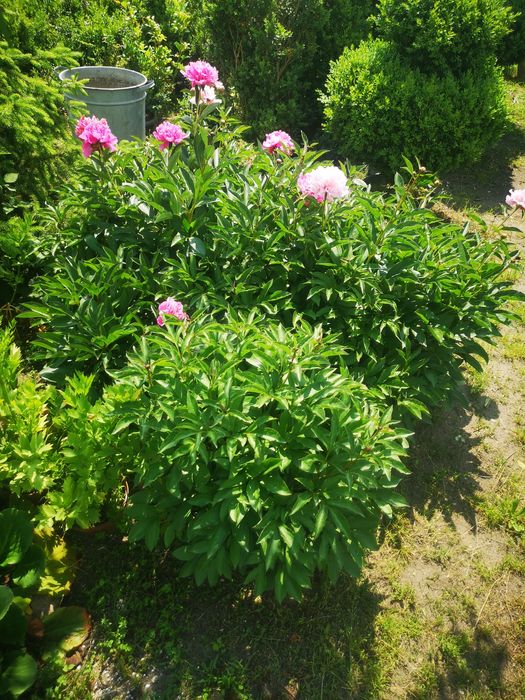 Bukszpany : sadzonki formowane w kule, stożki.