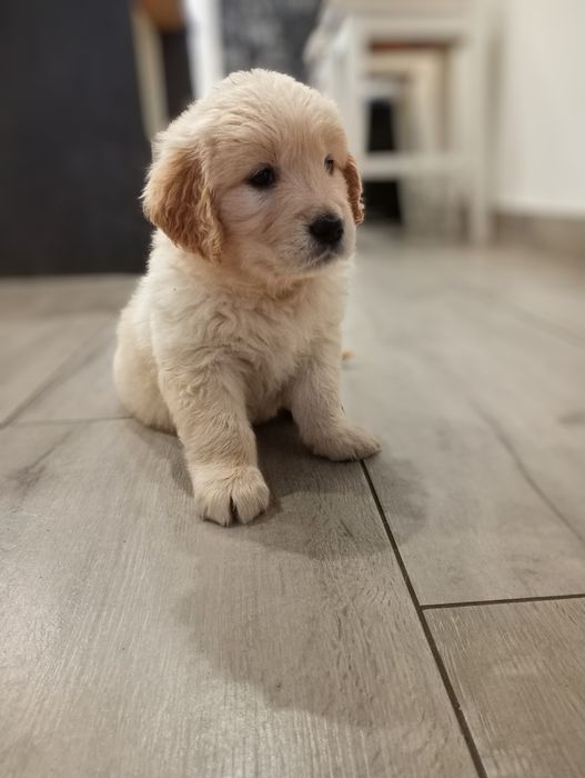Golden retriever śliczne słodziaki