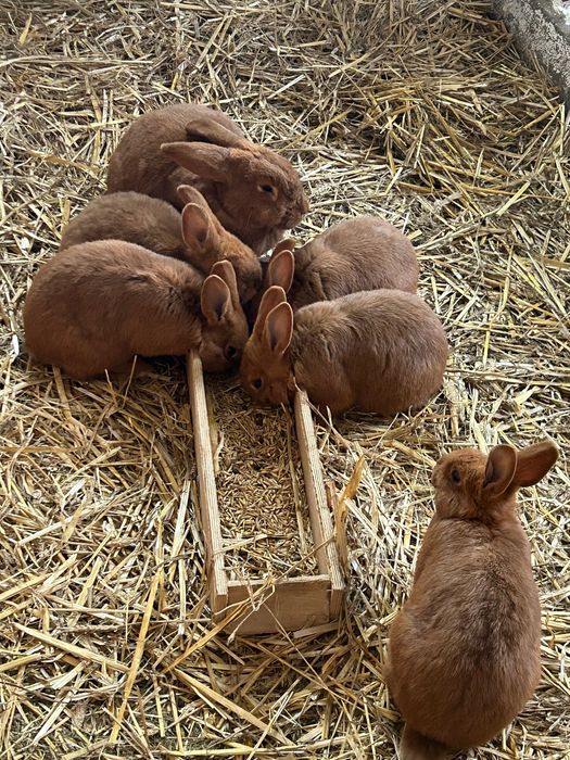 Króliki Nowozelandzkie Czerwone