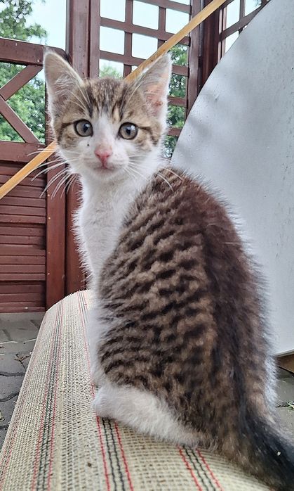 3 kotki szukają dobrego domu!