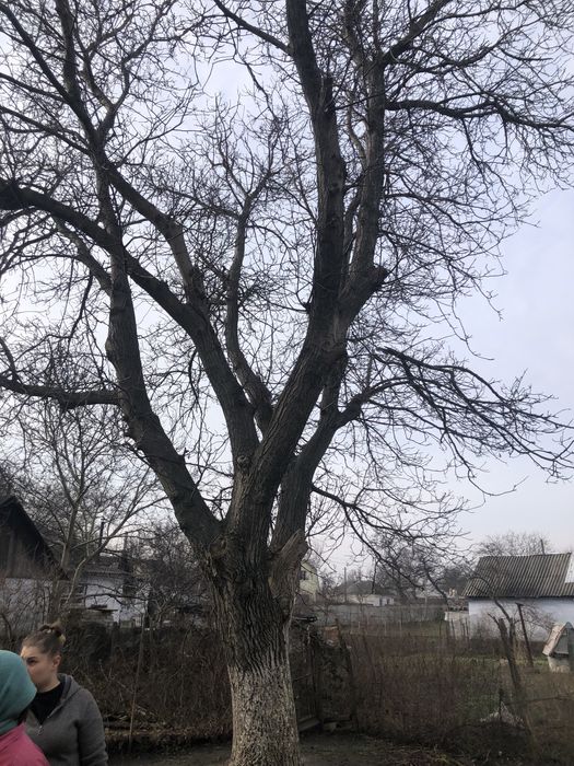 Покос травы  ,уборка участков, спил деревьев, вывоз мусора