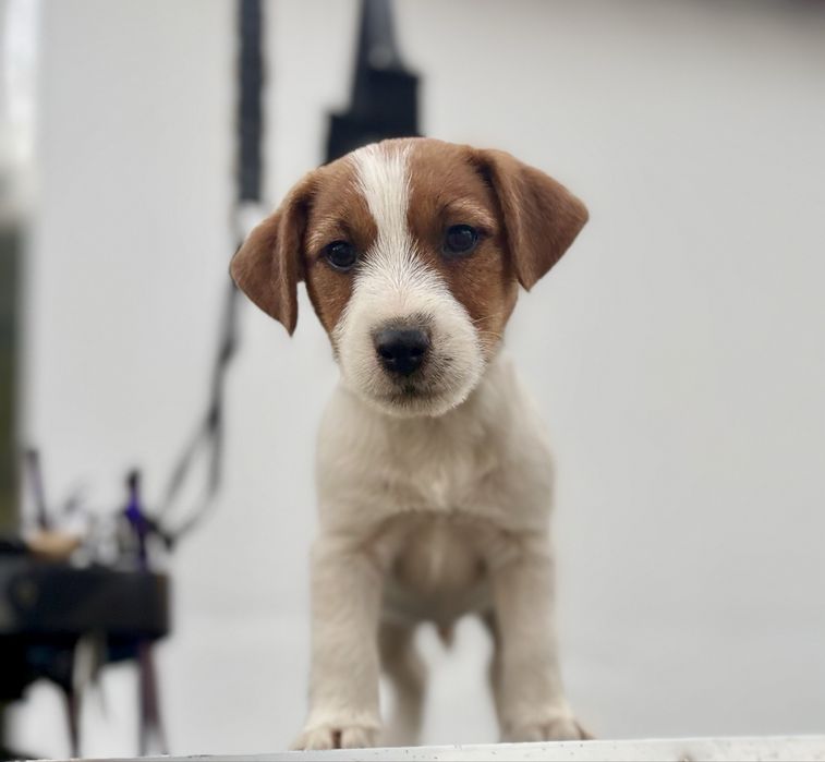 Cachorrinho Jack Russell Terrier c/ Afixo e LOP