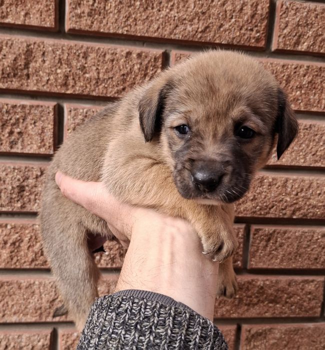 Щенки. Канадский дог. Метис. Цуценята