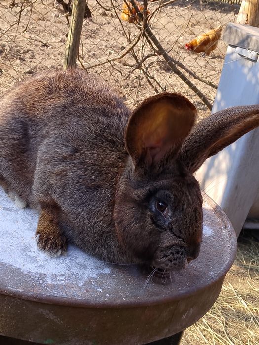 Samiec Belg 5 miesięczny