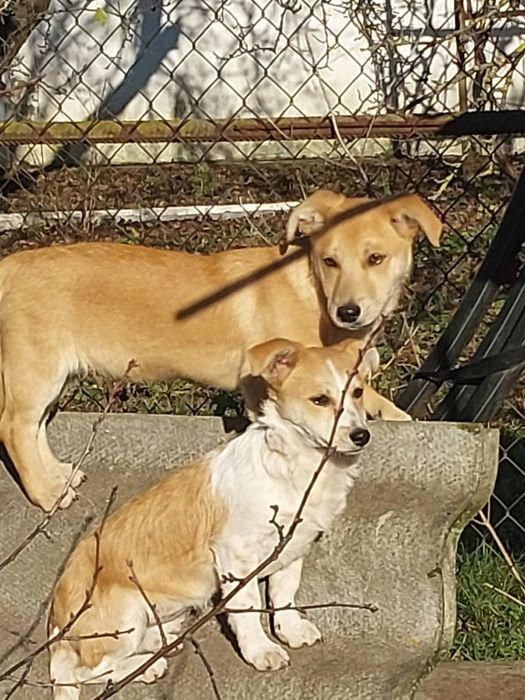 В добрі руки собачат 4 місяці