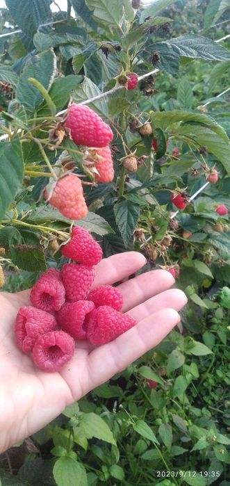 ЯКІСНІ саджанці ремонтантної та літньої малини з відмінною кореневою