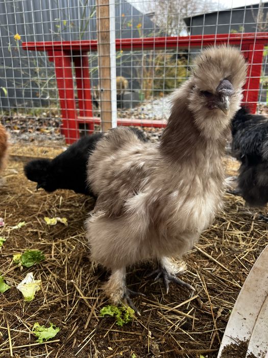 Кури Китайські шовкові (півники)