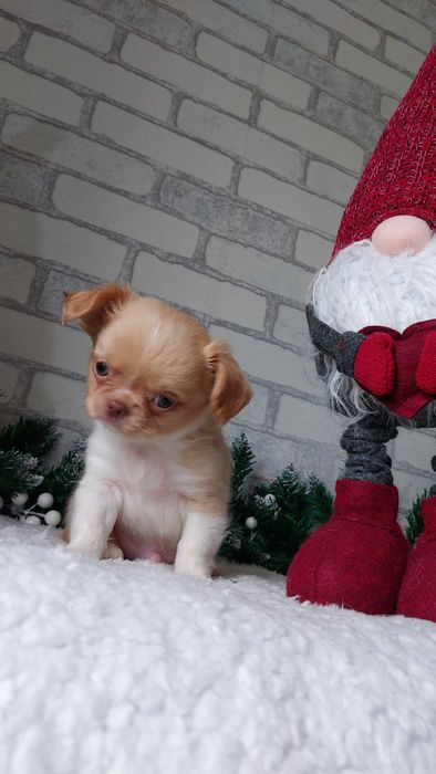 довгошерсті Чихуахуа Хлопчики з документами КСУ/FCI