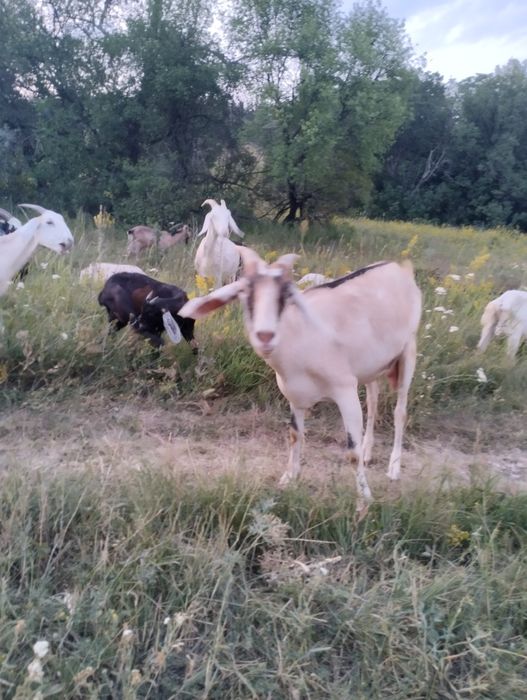 Англонубийская козочка, козлята