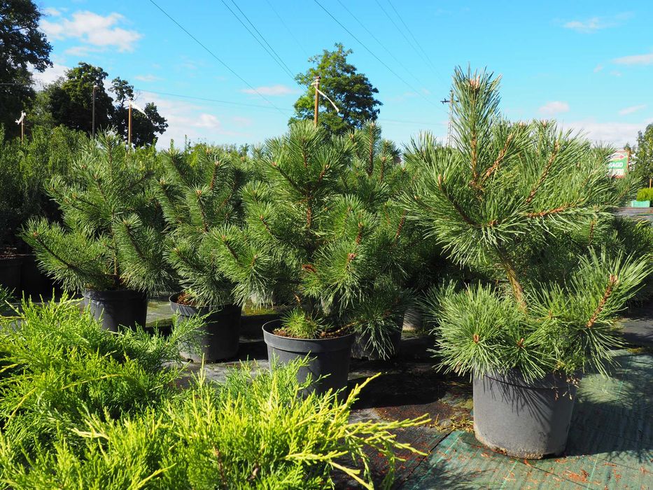 TUJA tuje BRABANT 110-140cm PROMOCJA szkółka Łabiszyn