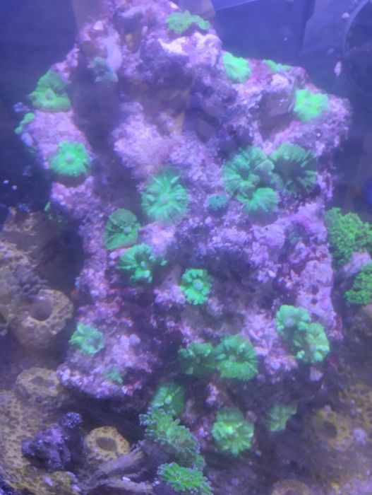 Akwarium morskie naturalna skała + discosoma