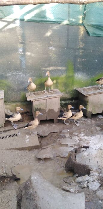 Sprzedam ozdobne  kaczki Drzewica Lutino