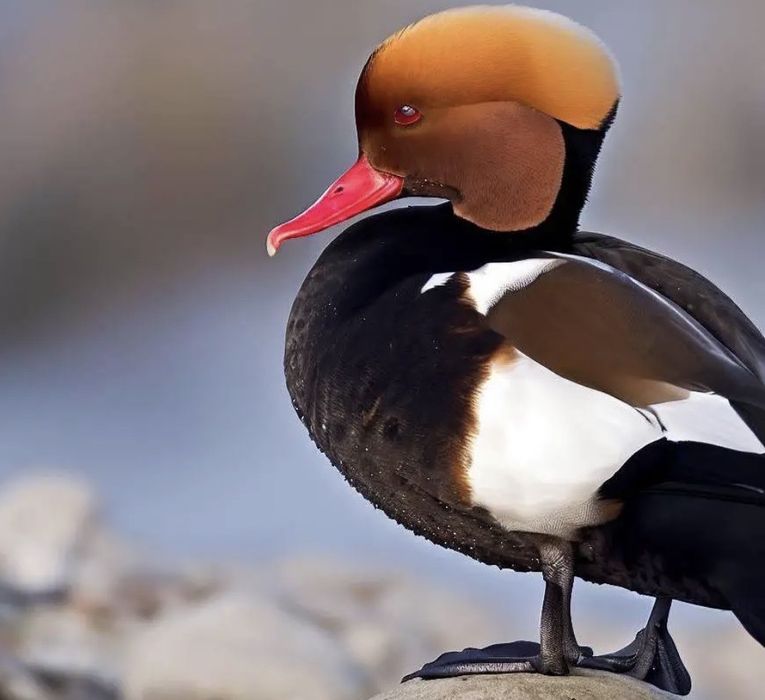 Casal de patos netta rufina
