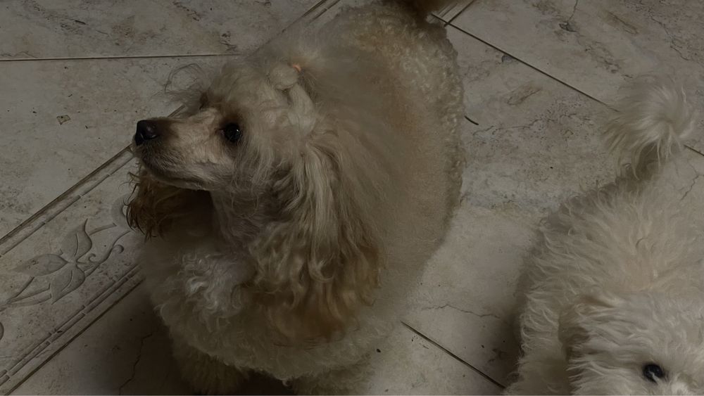 Вʼязка той пудель КСУ FCI розвязаний