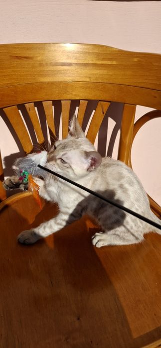 Бенгальський хлопчик