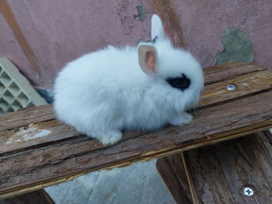 Coelho anao minilop angorá nederland dwarf  cabeca de leão