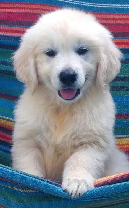 Golden retriever