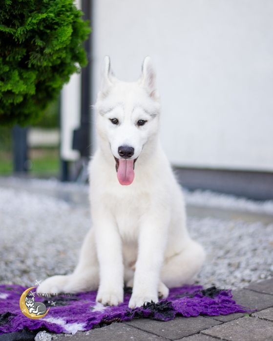 Szczeniak Siberian Husky z rodowodem ZKwP/FCI