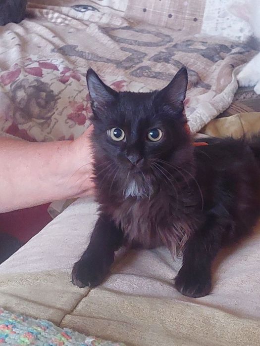 Котята подростки ищут  дом