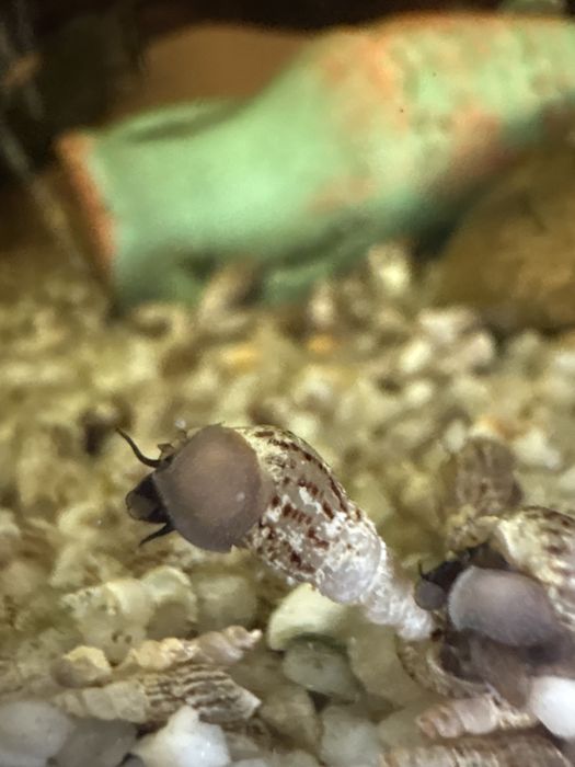 Oddam swiderki/ ślimaki akwariowe