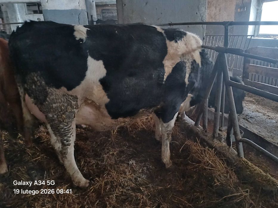 Jałówka cielna mleczna HF mloda duza