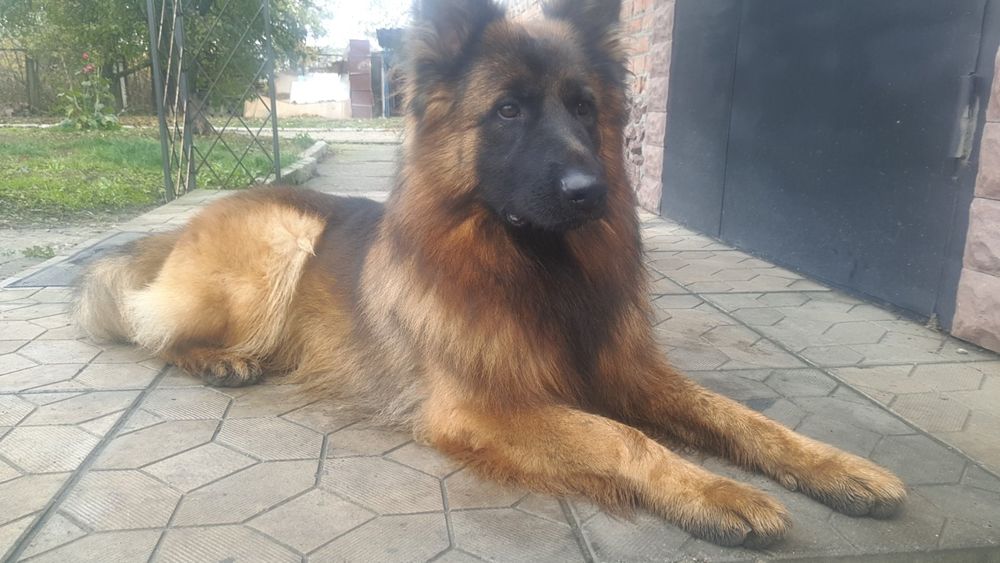 В'язка, німець хлопчик