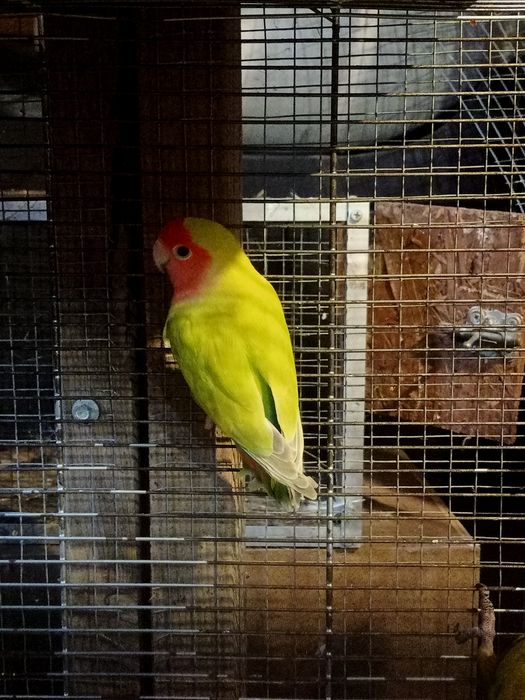 Papugi nierozłączki nimfy aleksandretty