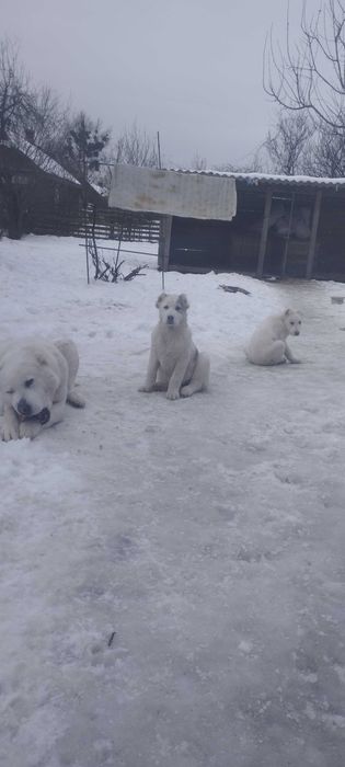 Алабай цуценята САО