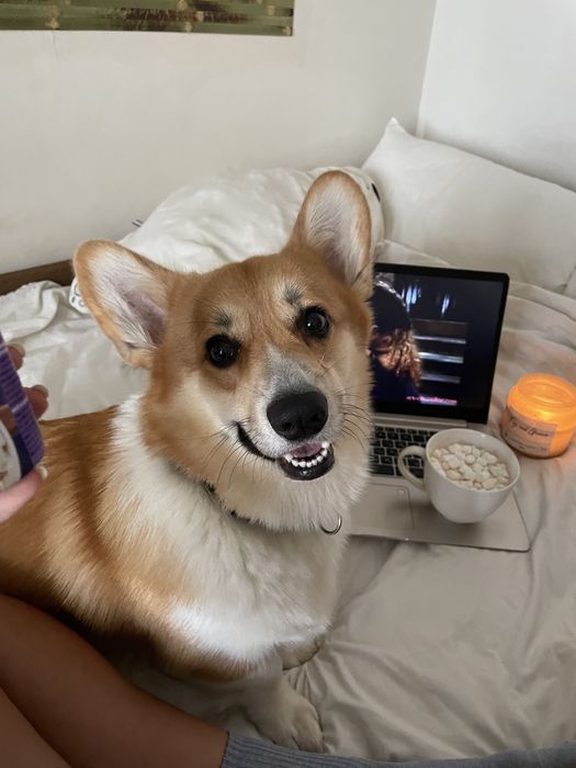 Вельш Корги Пемброк вязка бобтейл