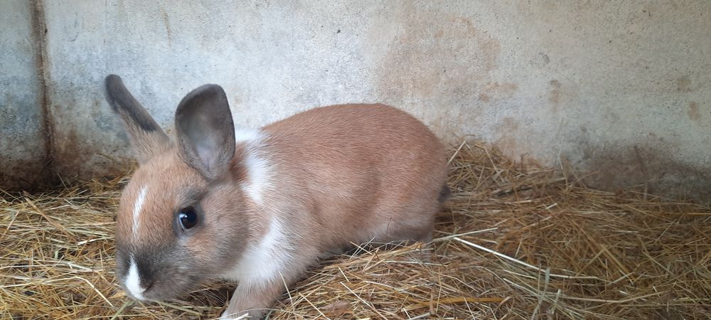 Coelhos Anao holandes/netherland dwarf